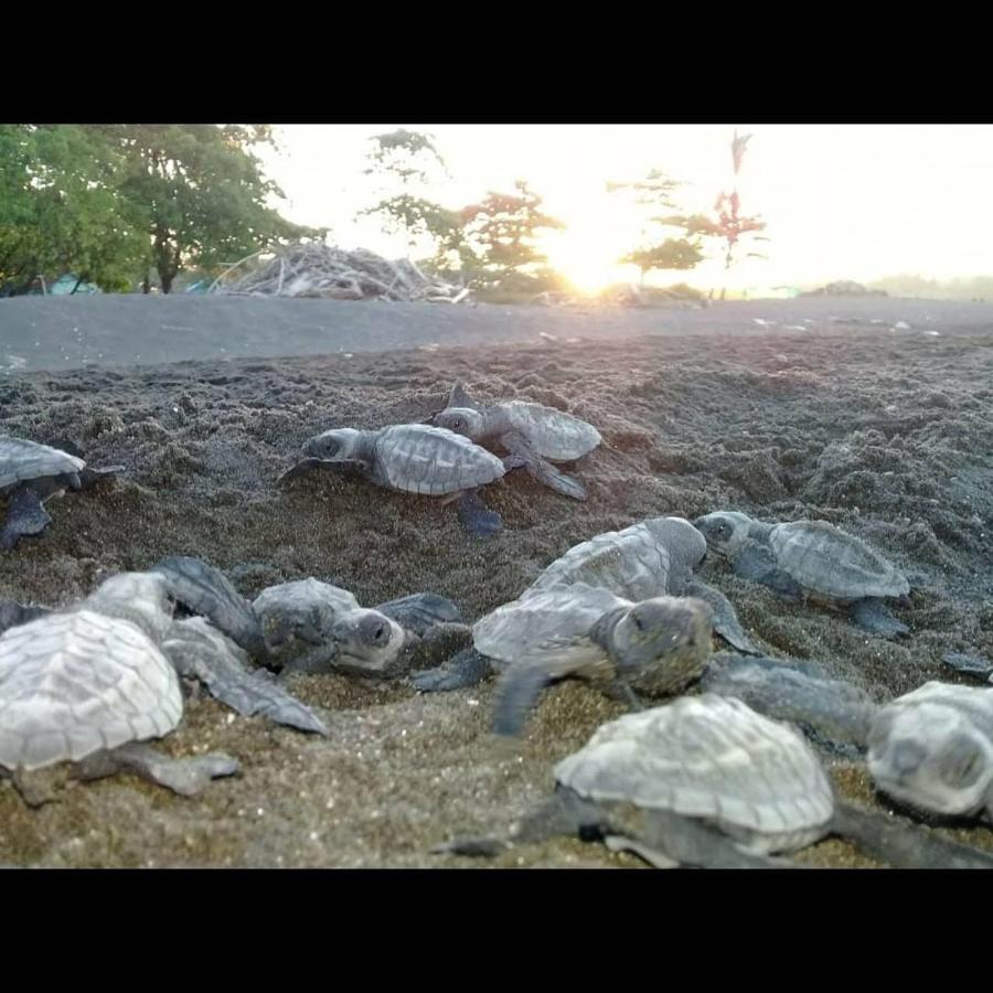 Villas Punta India Ostional Wildlife Refuge Dış mekan fotoğraf